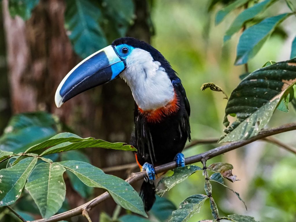 A toucan in the wilderness of Ecuador