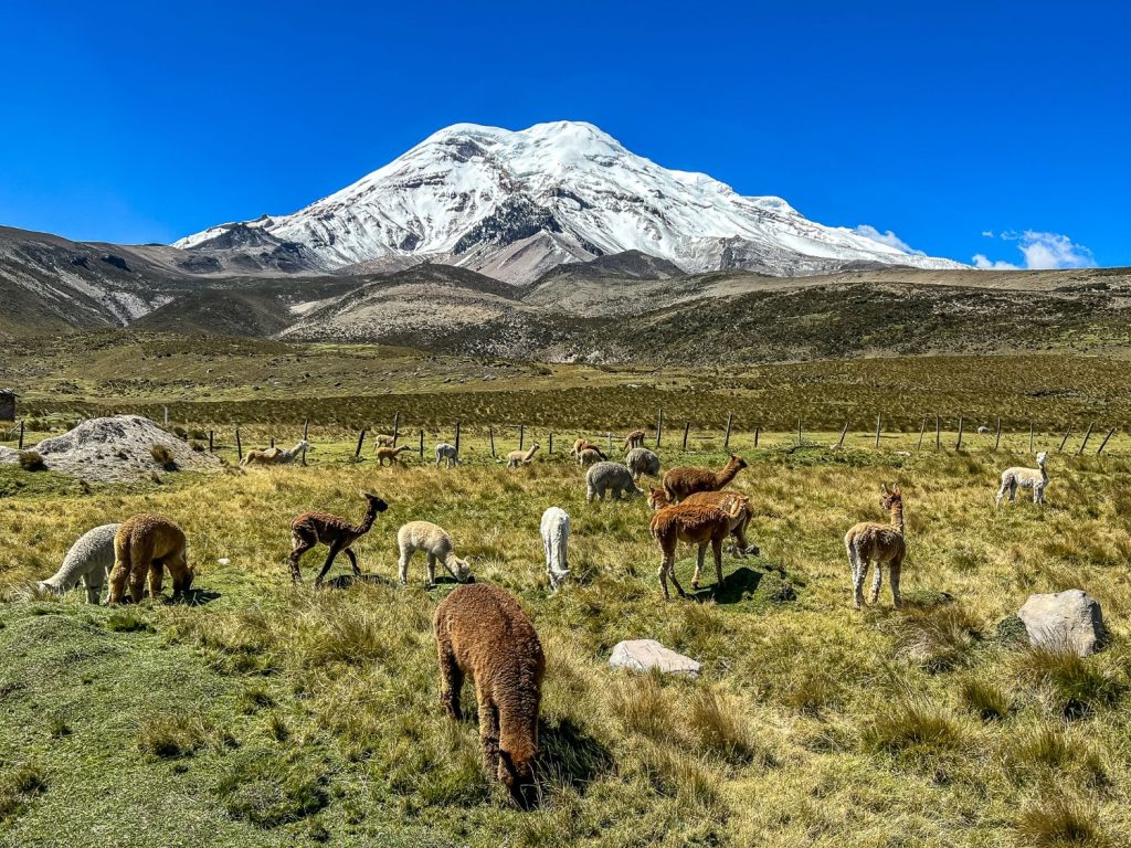 A herd of alpacas roaming in Ecuador