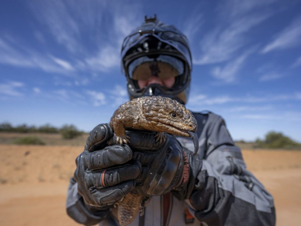 Ben Grabham holds up a large lizard.